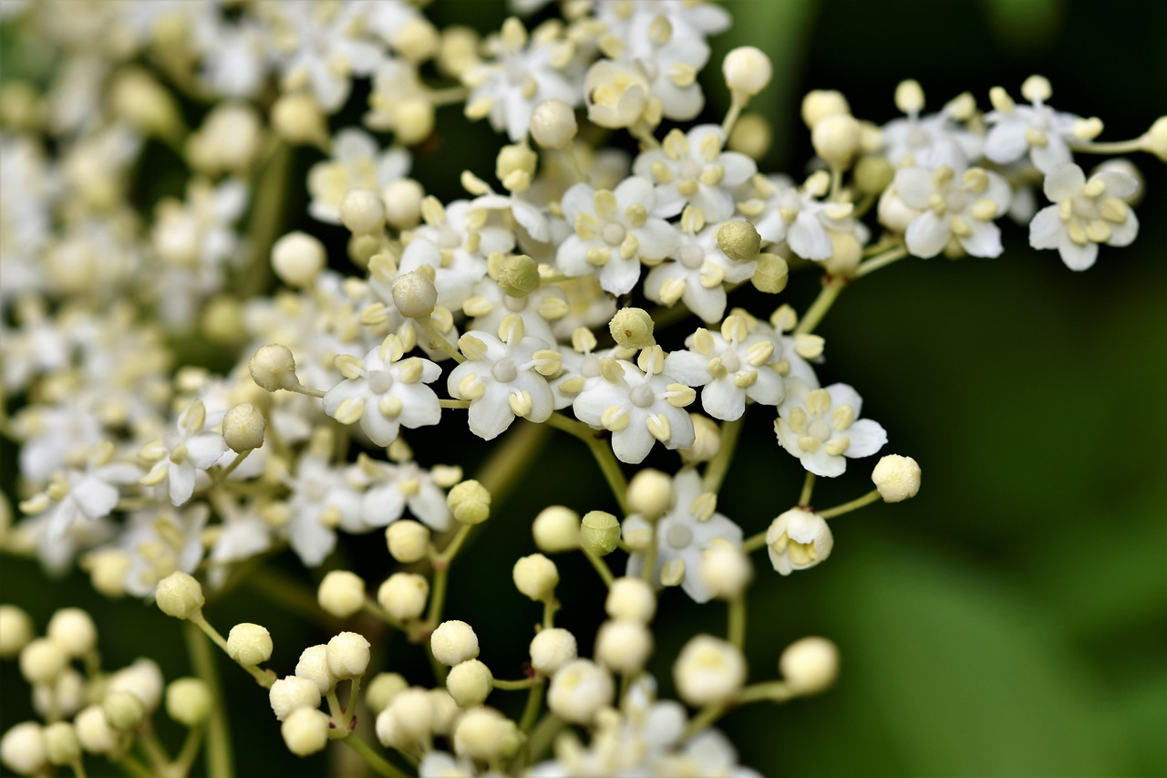 elder, elderflower, holder bush, black elder, elderberries, holder, holler, berry, unripe berries, immature, bush type, fruit, vitamins, plant, remedies, medicinal plant, shrub, garden, healthy