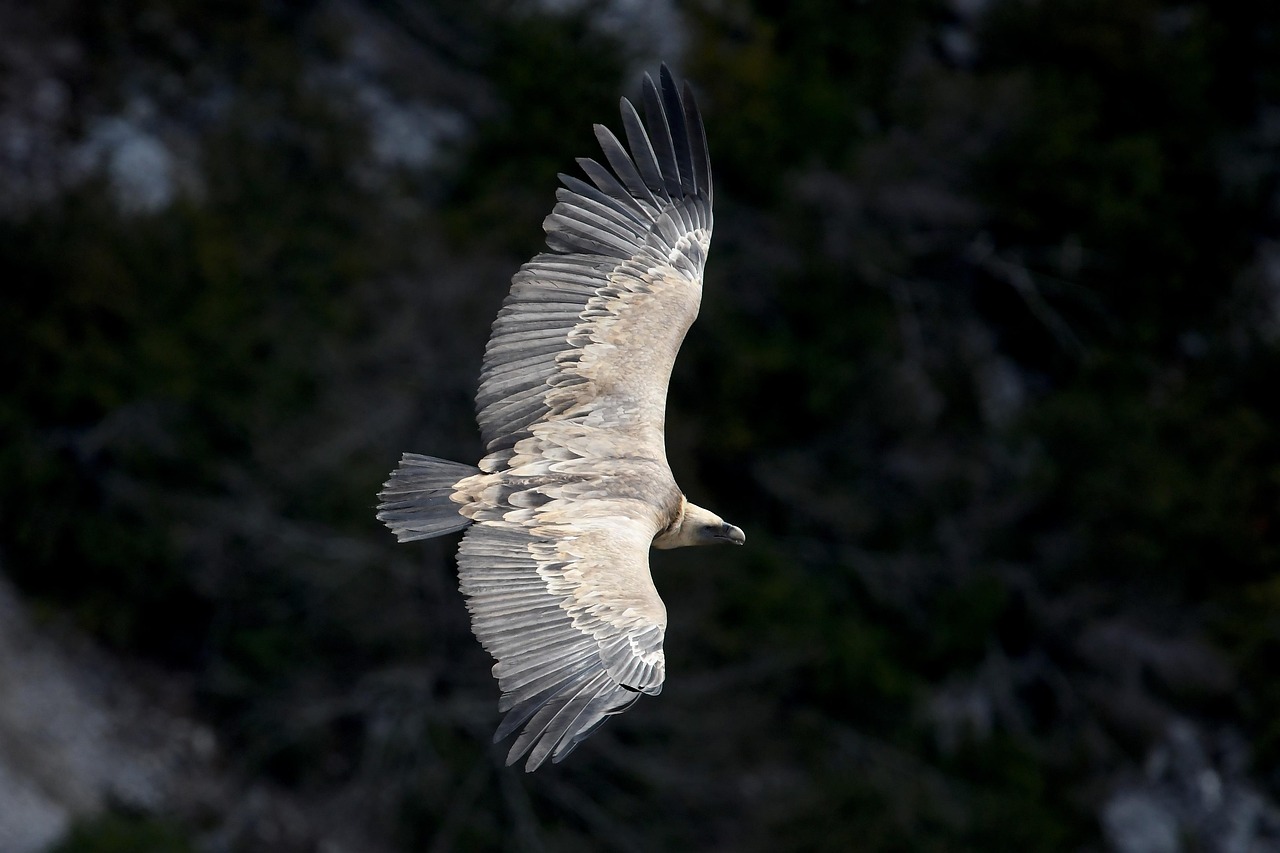 vulture, bird, animal, feathers, plumage, wildlife, nature, fauna, raptor, ornithology