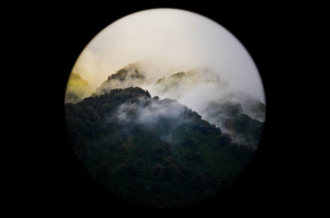 nature, forests, trees, fog, light, leaks, vignette, black tree