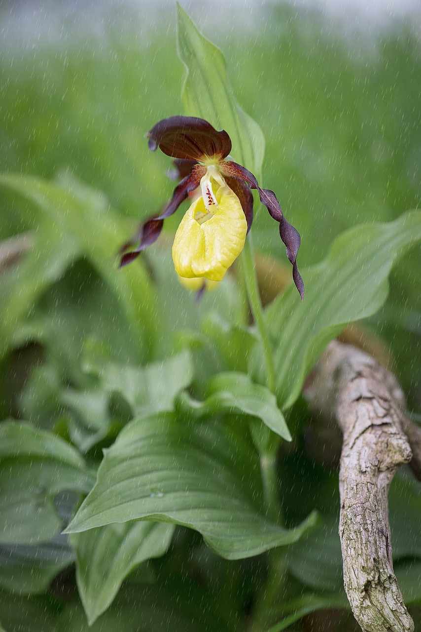 women's shoe, yellow lady slipper, orchid, blossom, bloom, plant, flower, yellow, close up, nature, yellow orchid, orchid flower, wild plant, wildflower, bloom, beauty, rain, rainy weather