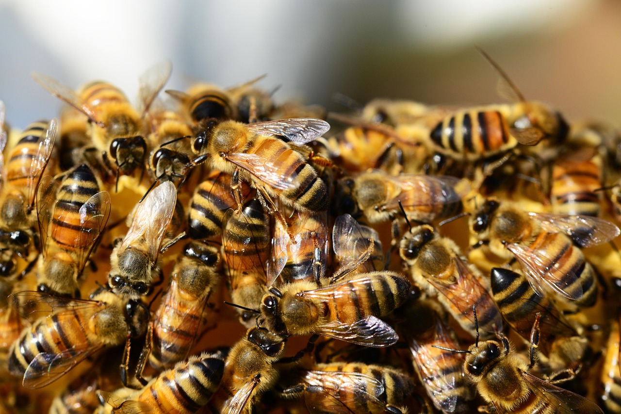 honey bees, beehive, honey, bees, swarm of bees, insects, wings, stripes, hive, brood, hymenoptera, entomology, beekeeping, close up