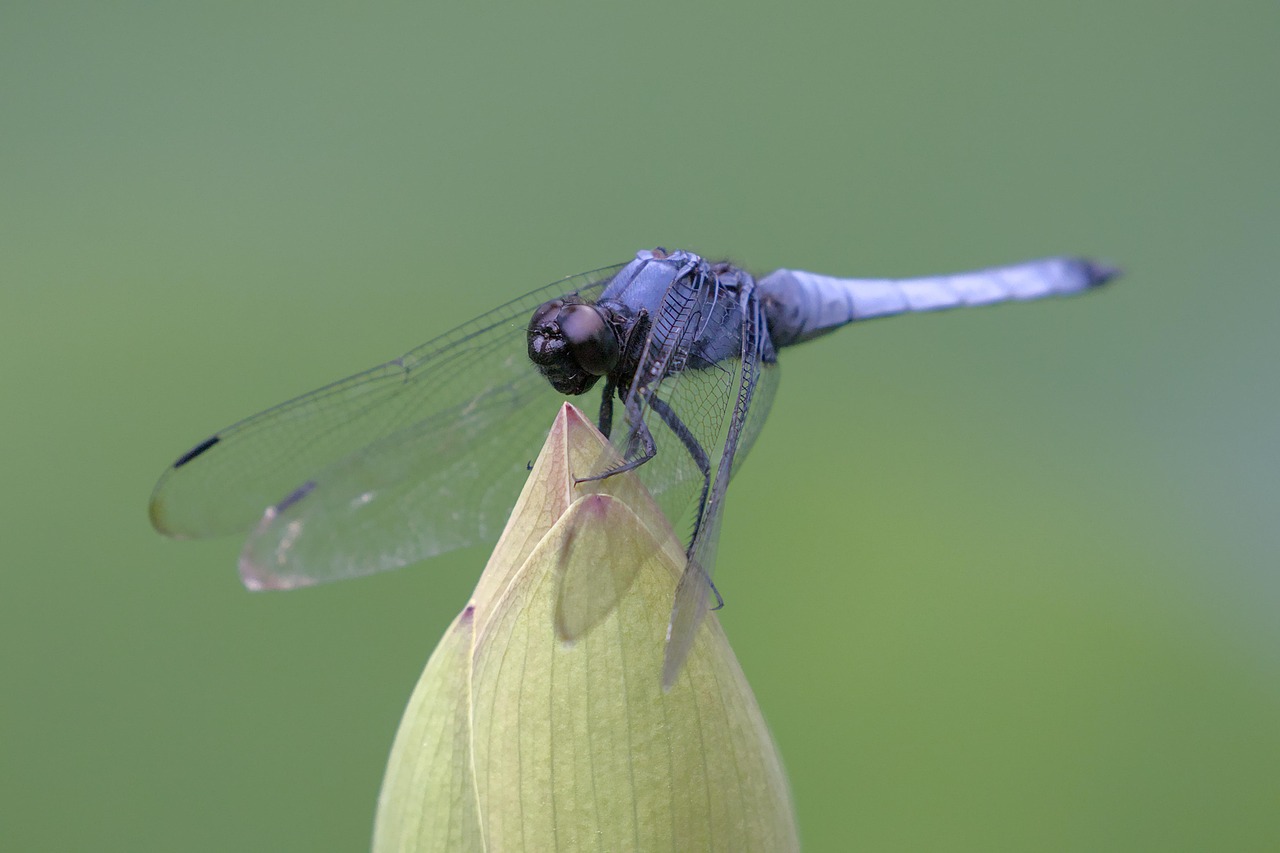 dragonfly, blue dragonfly, insect, blue arrow, wings, lotus, bud, wildlife, nature, closeup