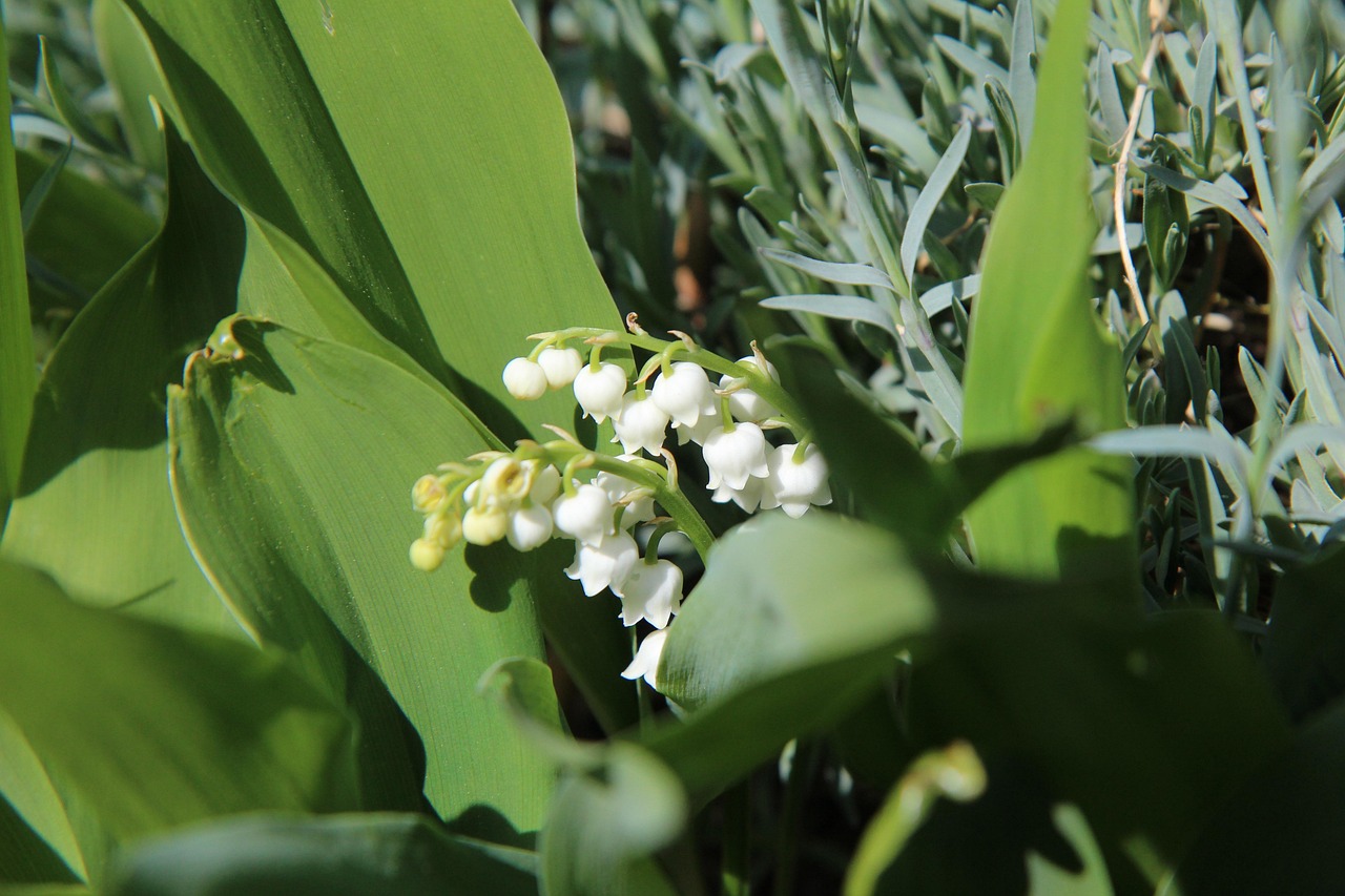 lily of the valley, lily of the valley white, thrush in common, perfume, lily of the valley may, fragrant, nature, spring, flowering