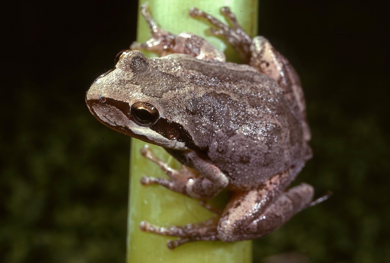 frog, animal, nature, amphibian, eyes, outdoors, wildlife