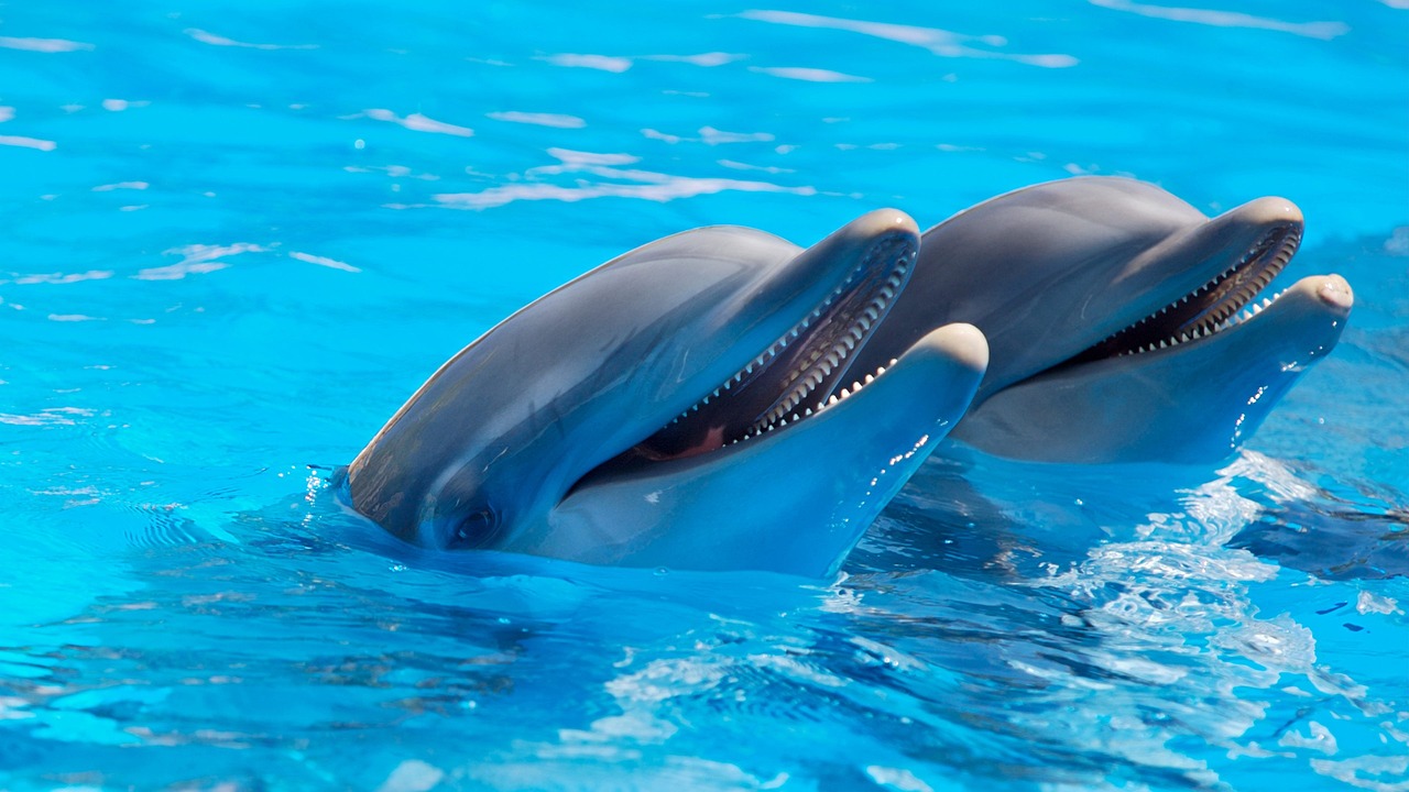 dolphins, mammals, animals, aquatic mammals, wild animals, sea life, marine life, pool, swimming, water, blue water