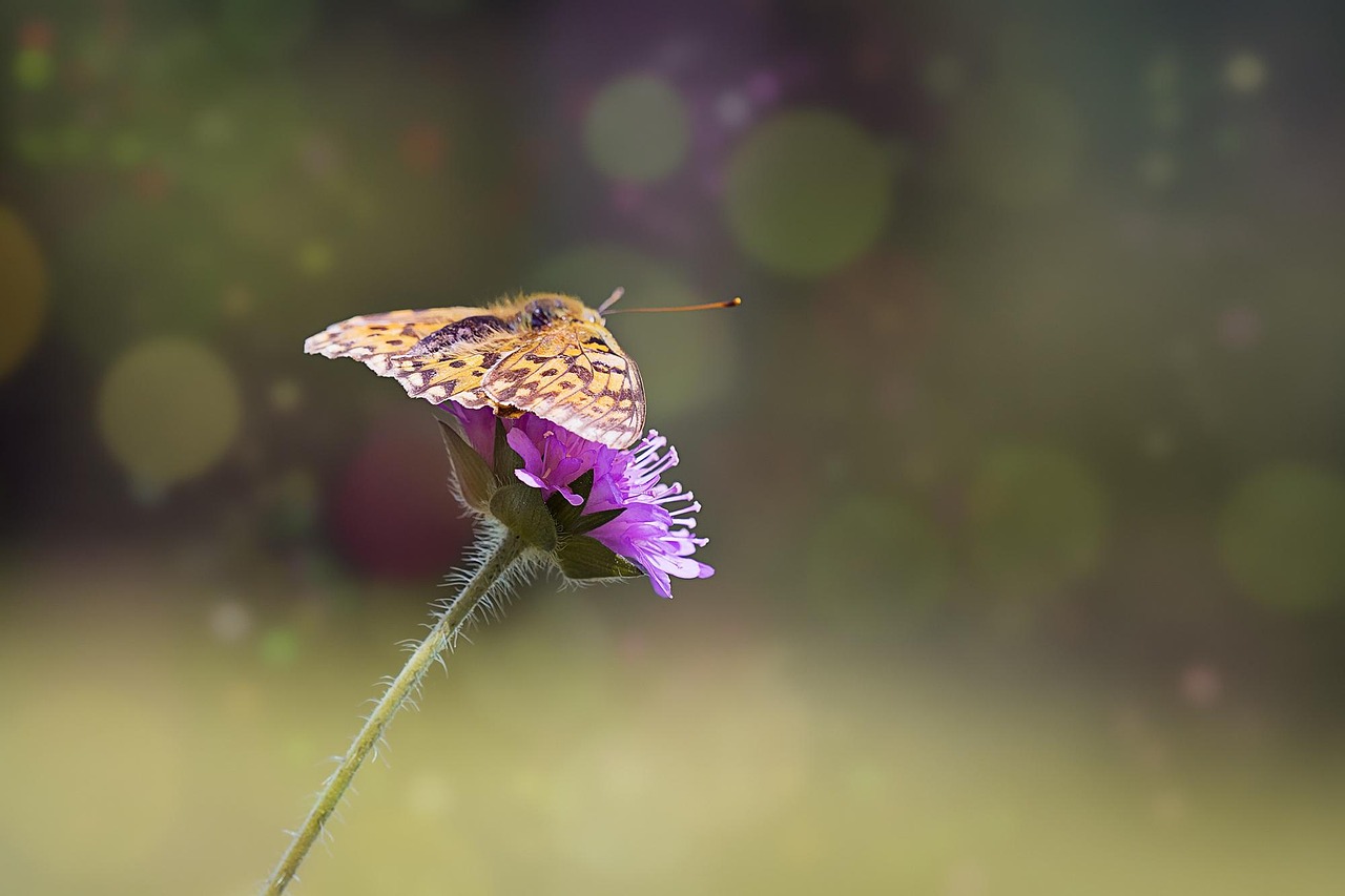 middle mother-of-pearl butterfly, argynnis niobe, edelfalter, butterfly, nature, summer, flower, blossom, bloom, pointed flower, wild life, close up, animal, insect, flying insect, bokeh