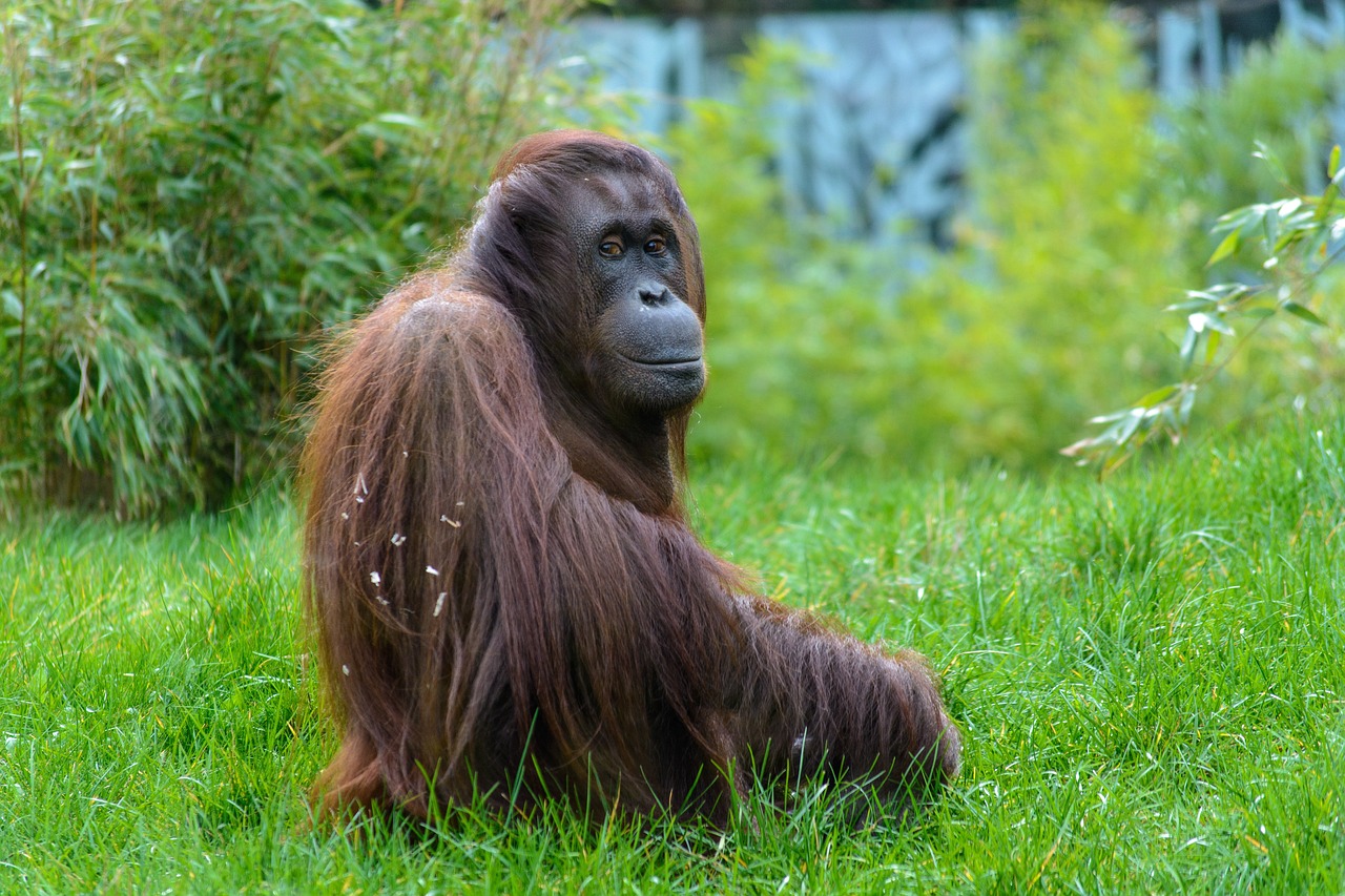 animal, ape, zoo, monkey portrait, orangutan, mammals, tiergarten