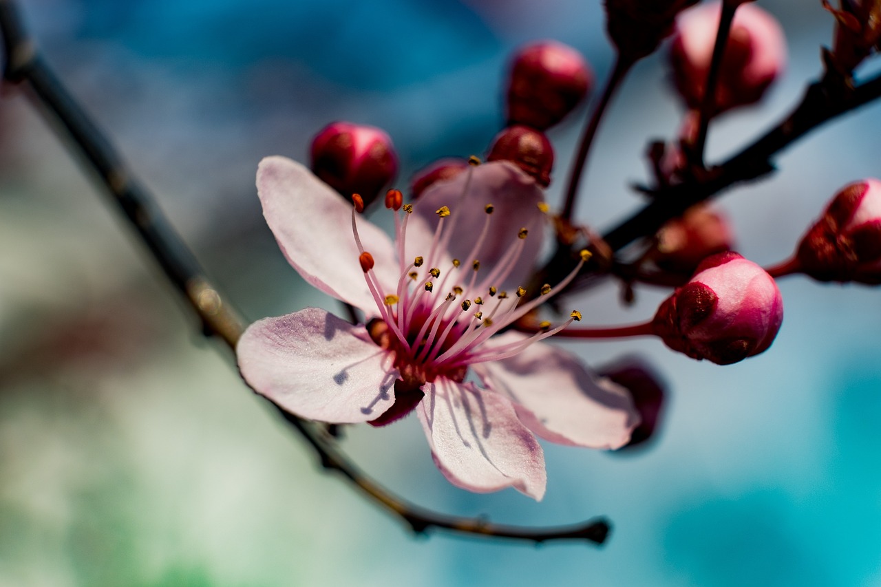 spring, flower, apple, nature, pink, macro, garden