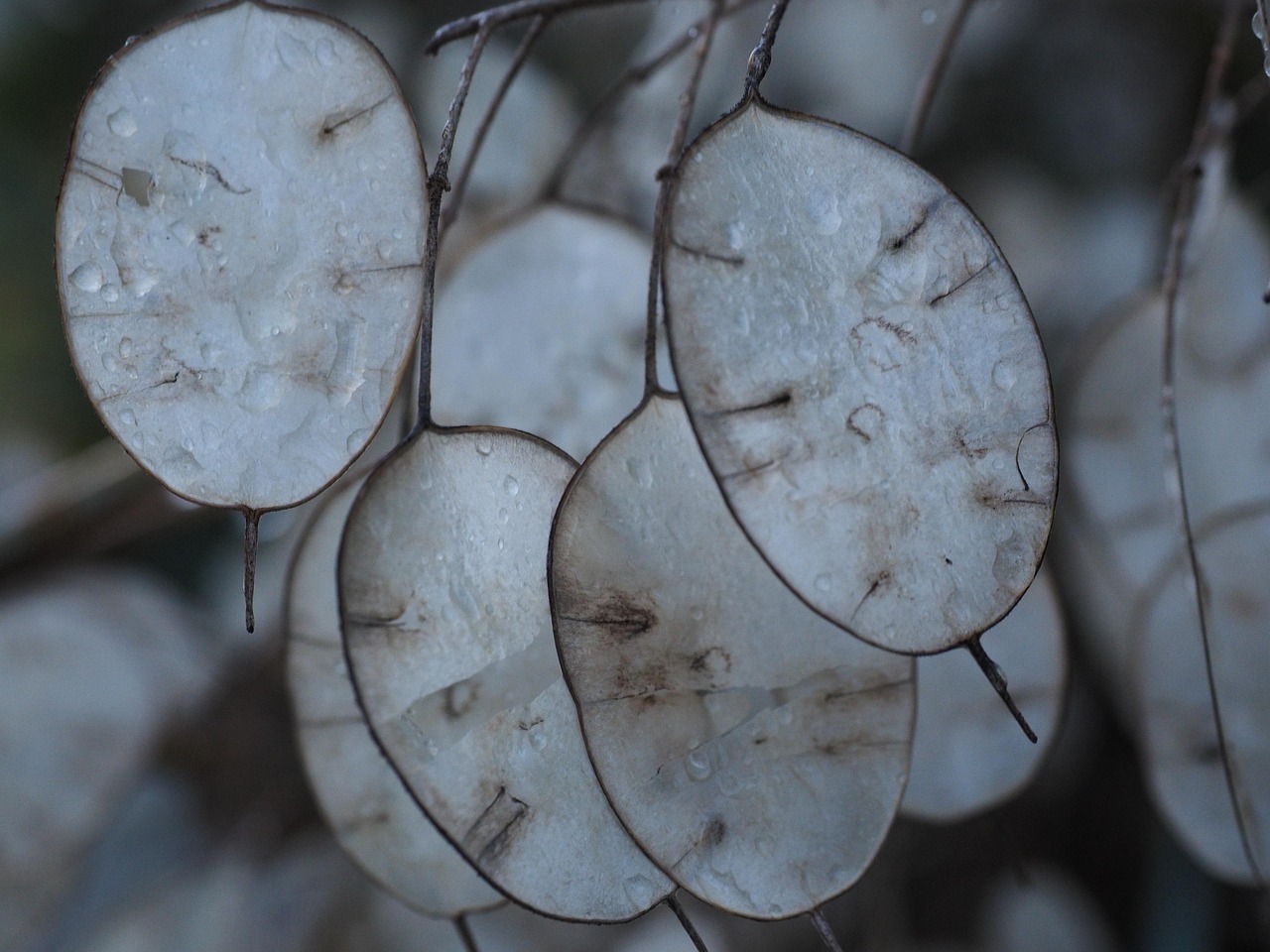 silver leaf, lunaria, silberling, judasschilling, moon viole, silver penny, leaves, silver, plant, annual silver leaf, lunaria annua, cruciferous, brassicaceae, garden silver leaf, judas silberling, judas-pfennig, silver thaler, garden moon viole