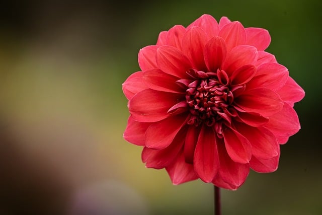 dahlia, hd wallpaper, nature, blossom, bloom, flower wallpaper, flower, flora, petals, plant, close up, garden, garden dahlia, late summer, botany, red, garden flower, beautiful flowers, flower background, dahlia flowers