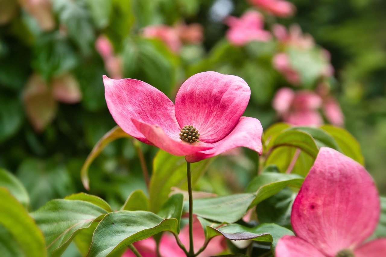 japanese flower dogwood, flowering shrub, blossoms, pink, garden, plant, close up, flora, nature
