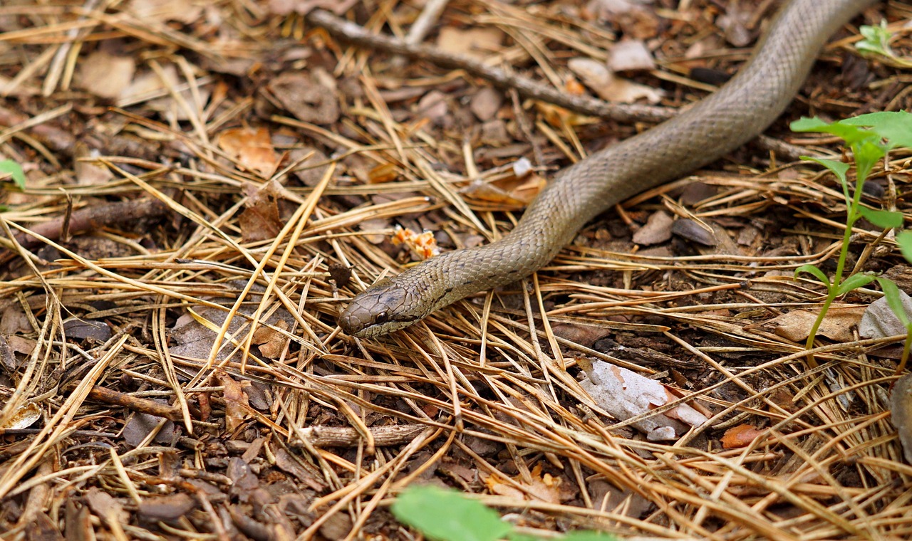 snake, reptile, forest ground, legless reptile, carnivore, predator, wildlife, wilderness, wild, animal, wild animal, forest, dangerous, creature, nature
