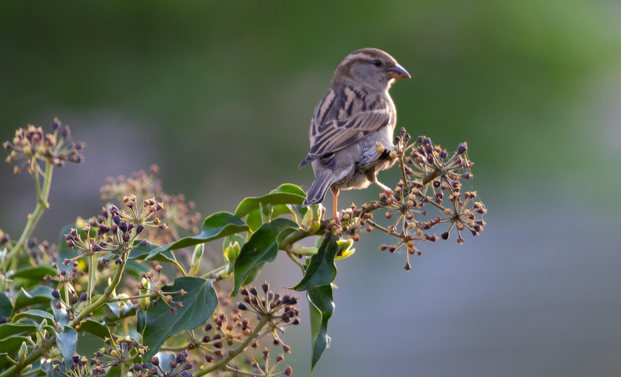 sparrow on a green plant, sparrow, hedge sparrow, female sparrow, garden bird, cute, spring, songbird, beak, wing, feather, foraging, nature, bird, spatz, bird on twig, perched
