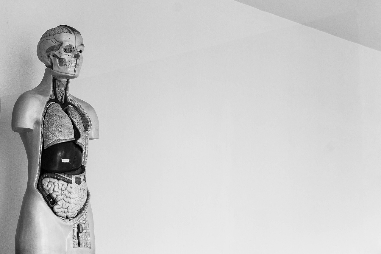 human, skeleton, body