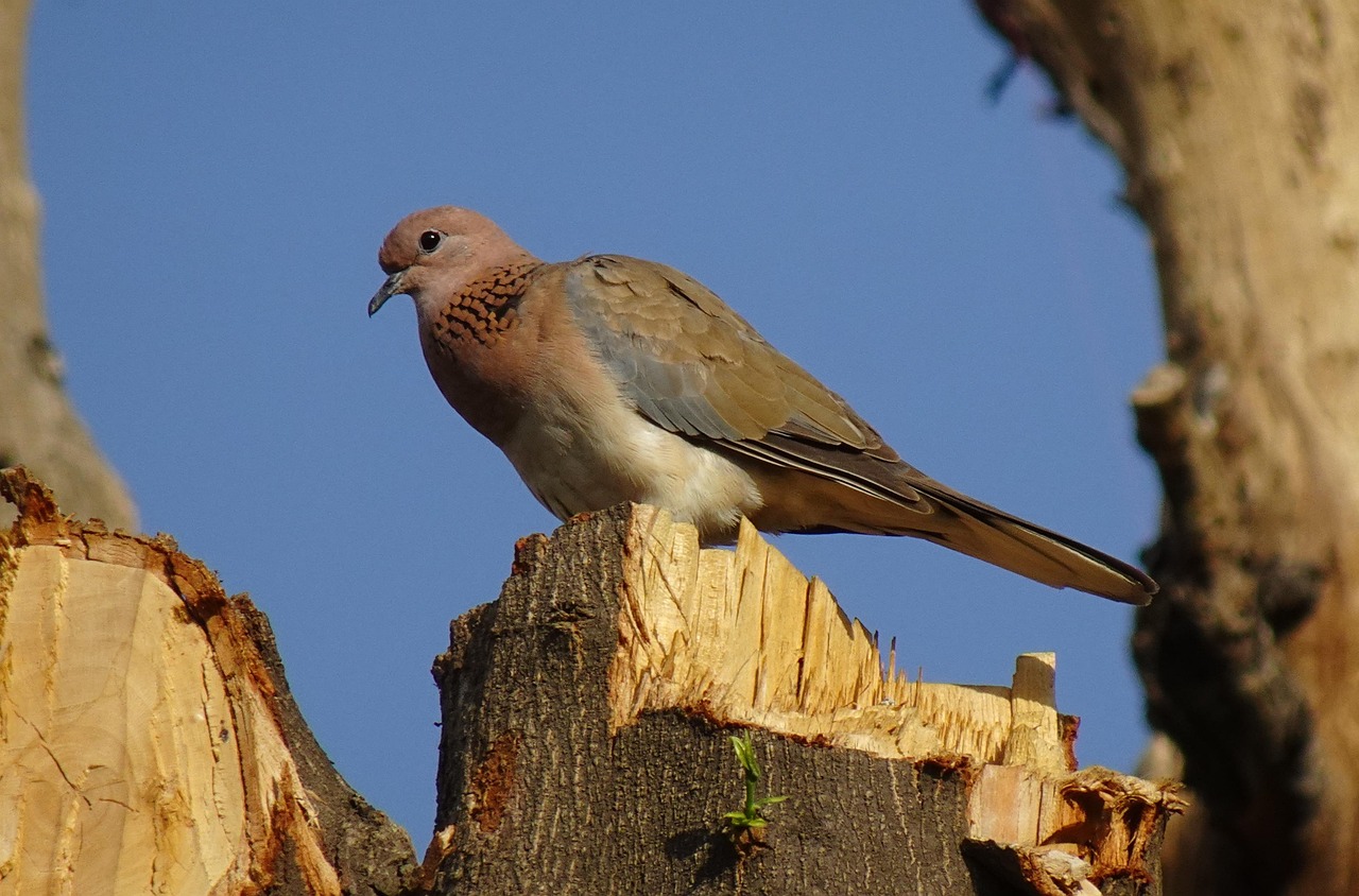 dove, bird, laughing dove, little brown dove, spilopelia senegalensis, avian, aves, fauna, avifauna, india, blue birds