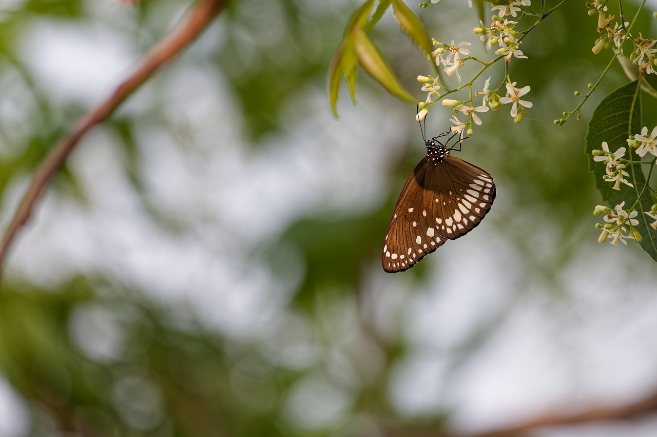 butterfly, insect, macro, nature, garden, flowers, entomology, pollination
