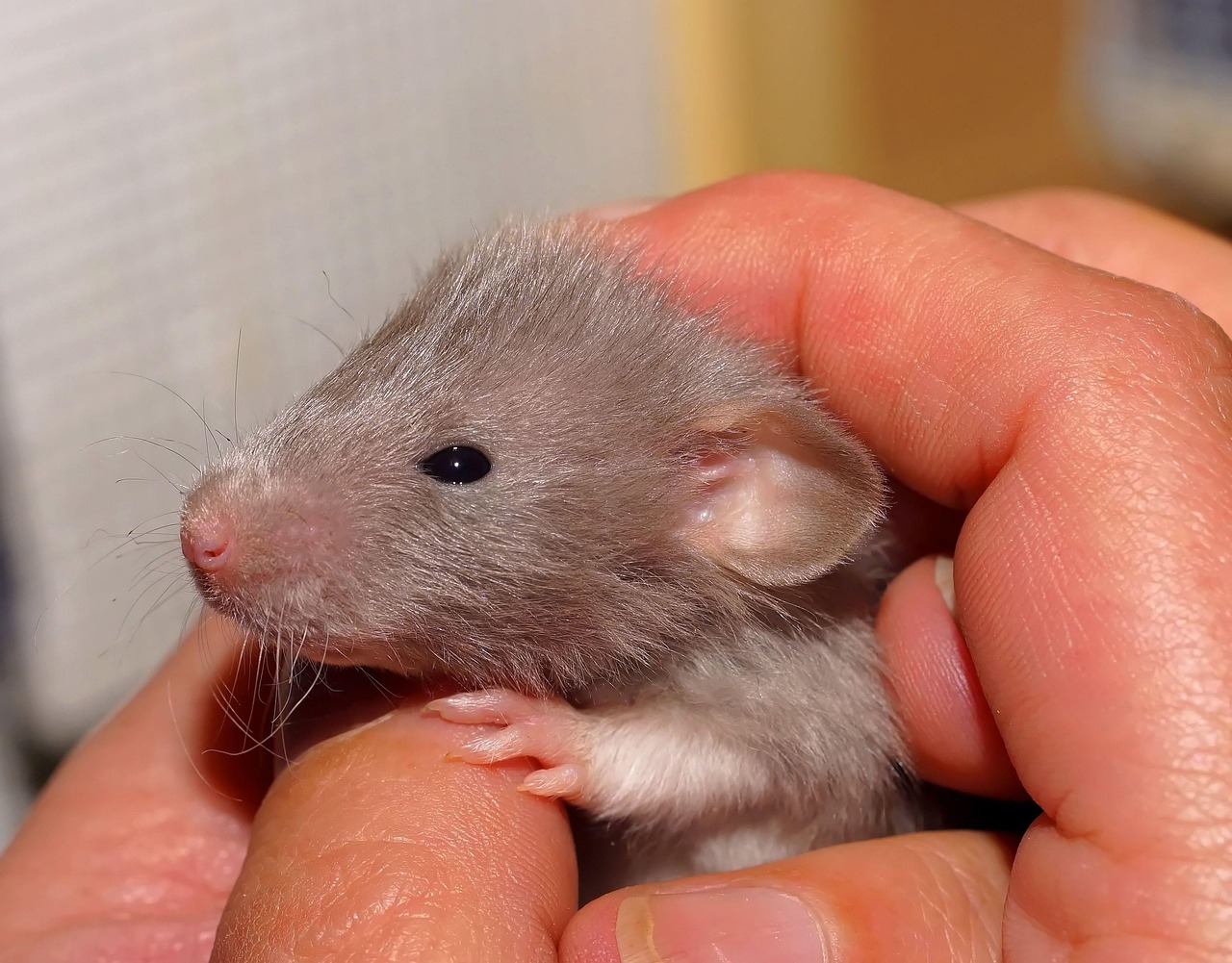 rat, infant, cute, color rat, cub, baby rat, rodent, fur, domestic animal, needy, small animal, protection, face, warmth, caress, portrait, close up, small