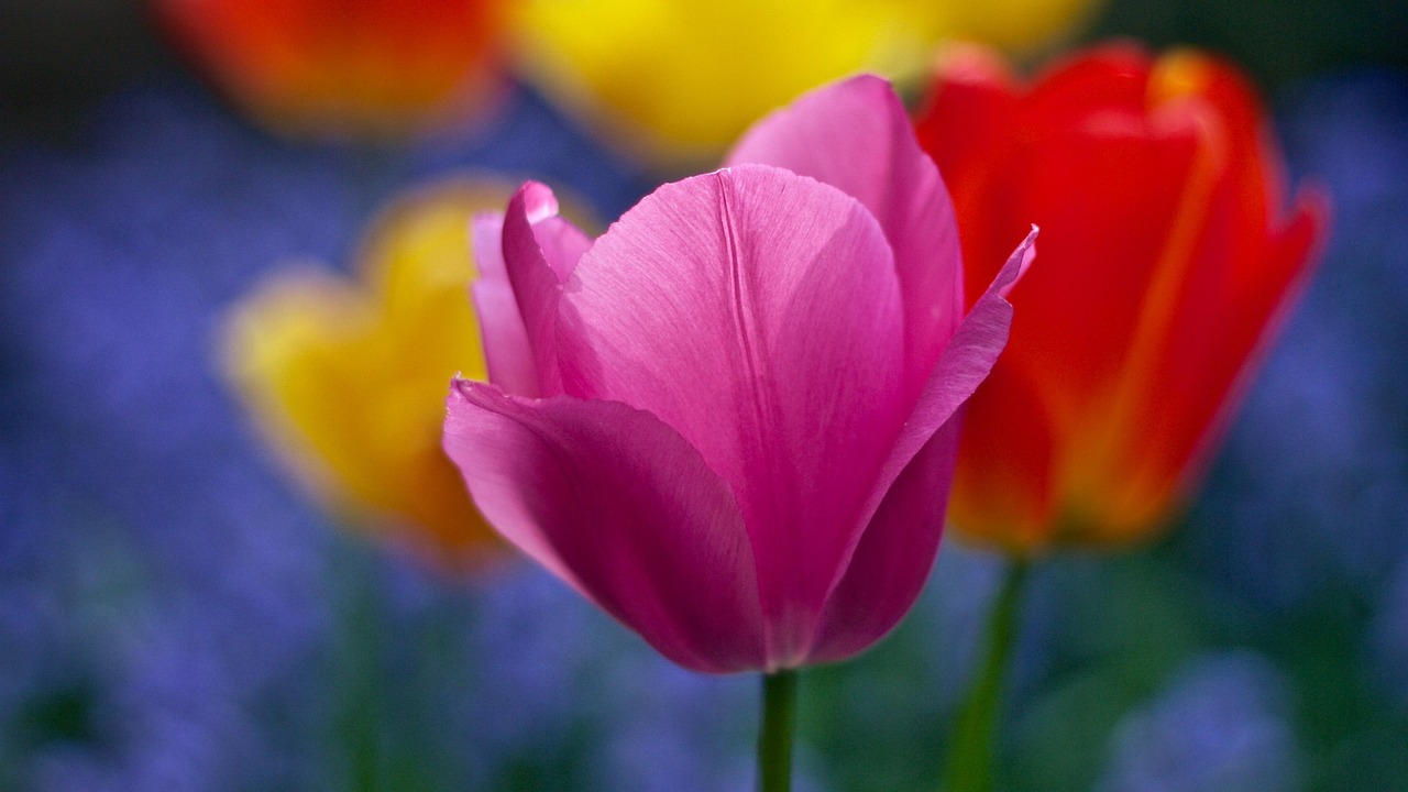 tulip, pink, flower, bloom, blossom, flora, nature, floriculture, horticulture, botany, petals, pink petals, pink tulip, pink flower, close up, spring, spring flower