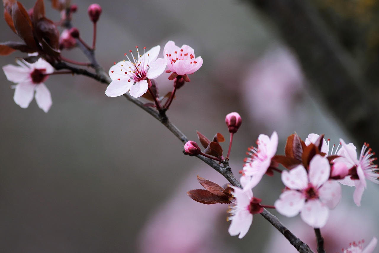 cherry plum, blossoms, flowers, spring, prunus cerasifera nigra, purple leaved plum, pink flowers, petals, buds, branch, bloom, blooming, tree, nature, closeup