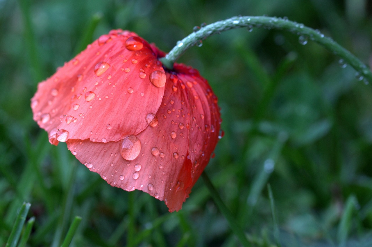 poppy, papaver rhoeas, corn poppy, poppy flower, wet, raindrop, meadow, nature
