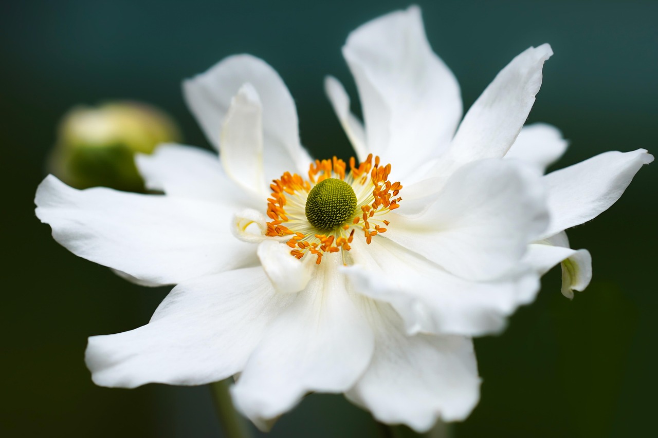 anemone, flower, white flower, white petals, petals, blossom, bloom, close up, flora, plant, garden, nature, macro, japanese anemone