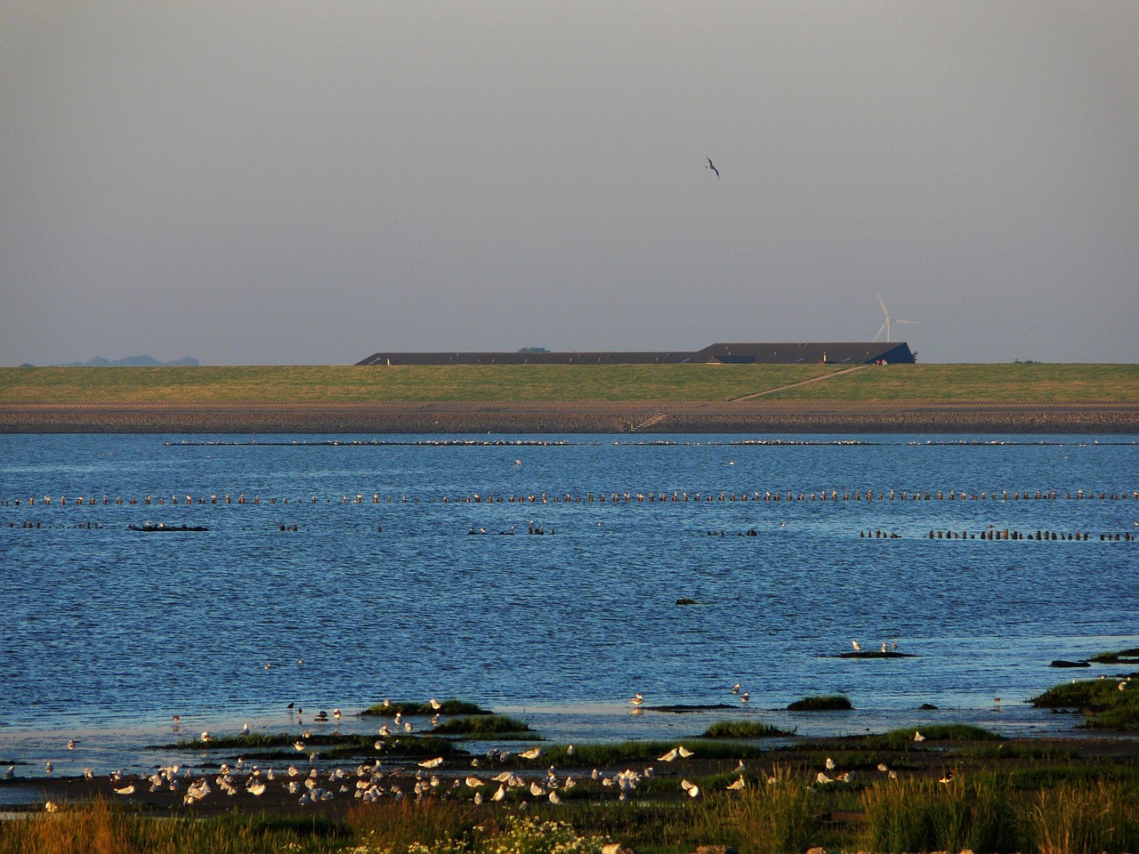 dike, north sea, dike crown, background, house, sea, mood, flood protection, flood, ebb, water, salt water, backland