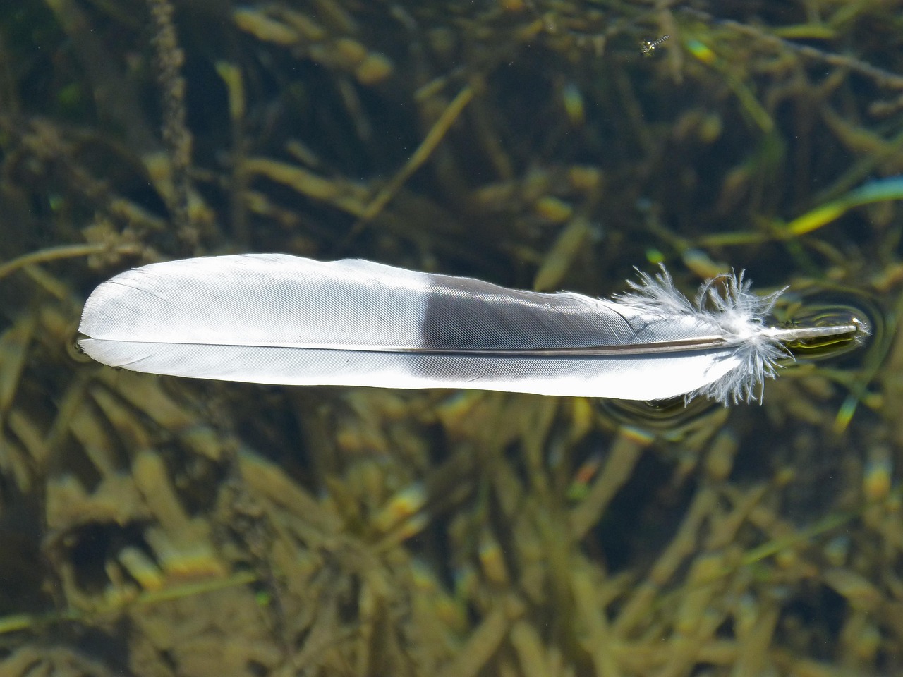 feather, water, paloma, pond