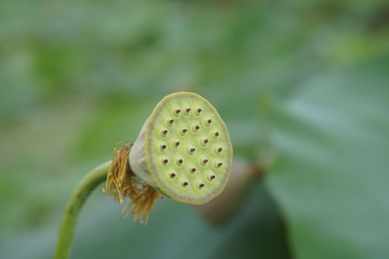 lotus, lotus seed pod, nature, aquatic plant, close up