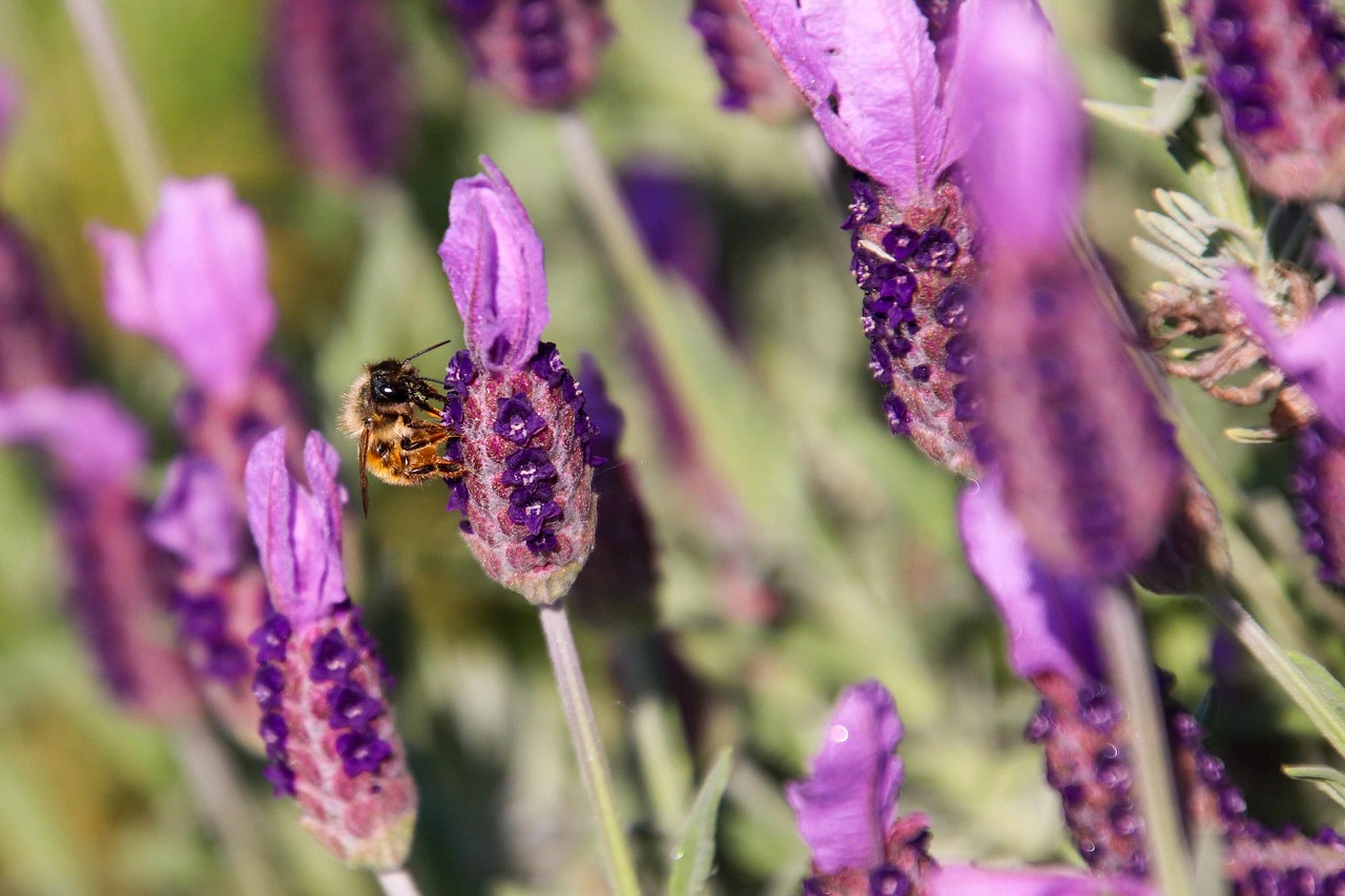 lavande, bee, lavander, insect, nature, purple, flowers, summer, honey, color, pollination, pollen, nectar