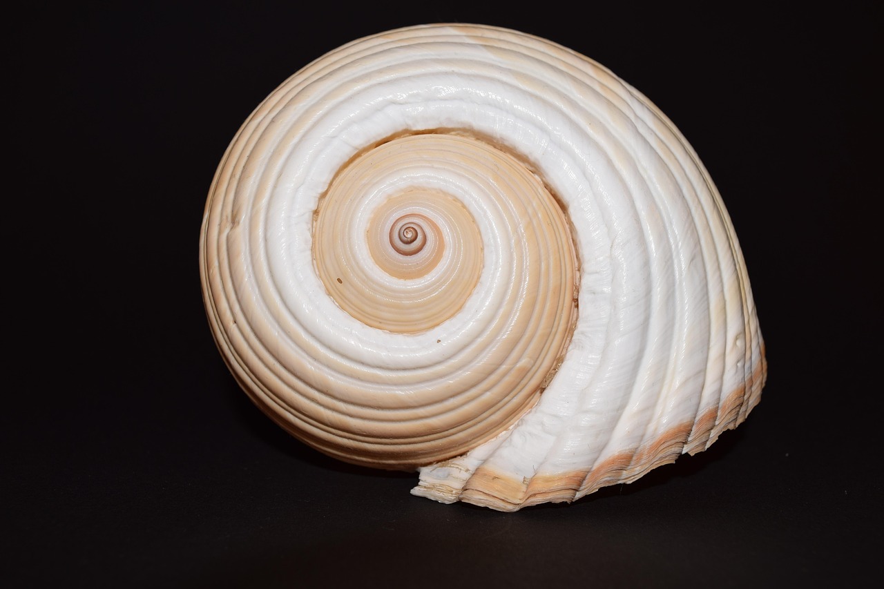 shell, clamshell, mother of pearl, casing, maritime, macro, spiral, infinite, light dark, contour, snail shell