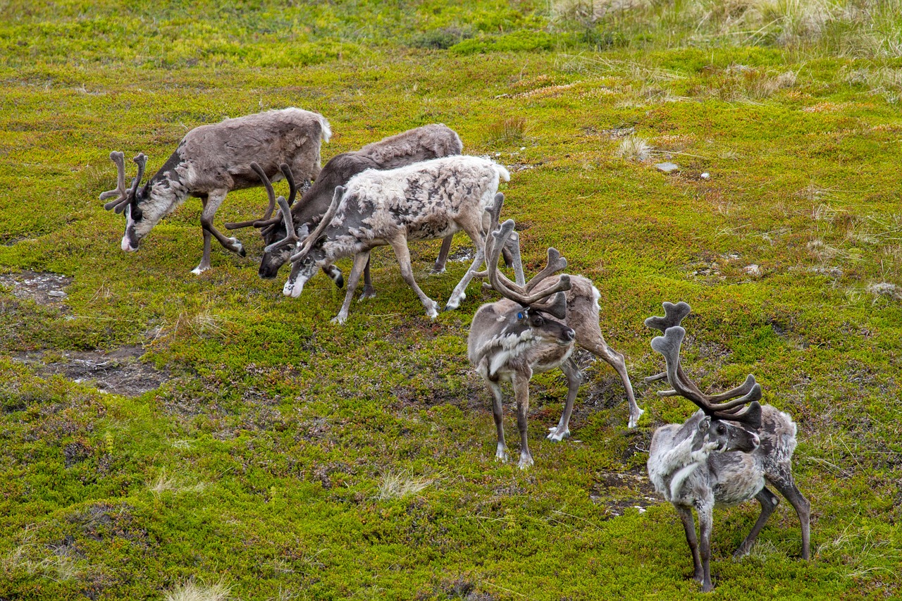 reindeer, grazing, pasture, animals, nature, reindeer husbandry, norway