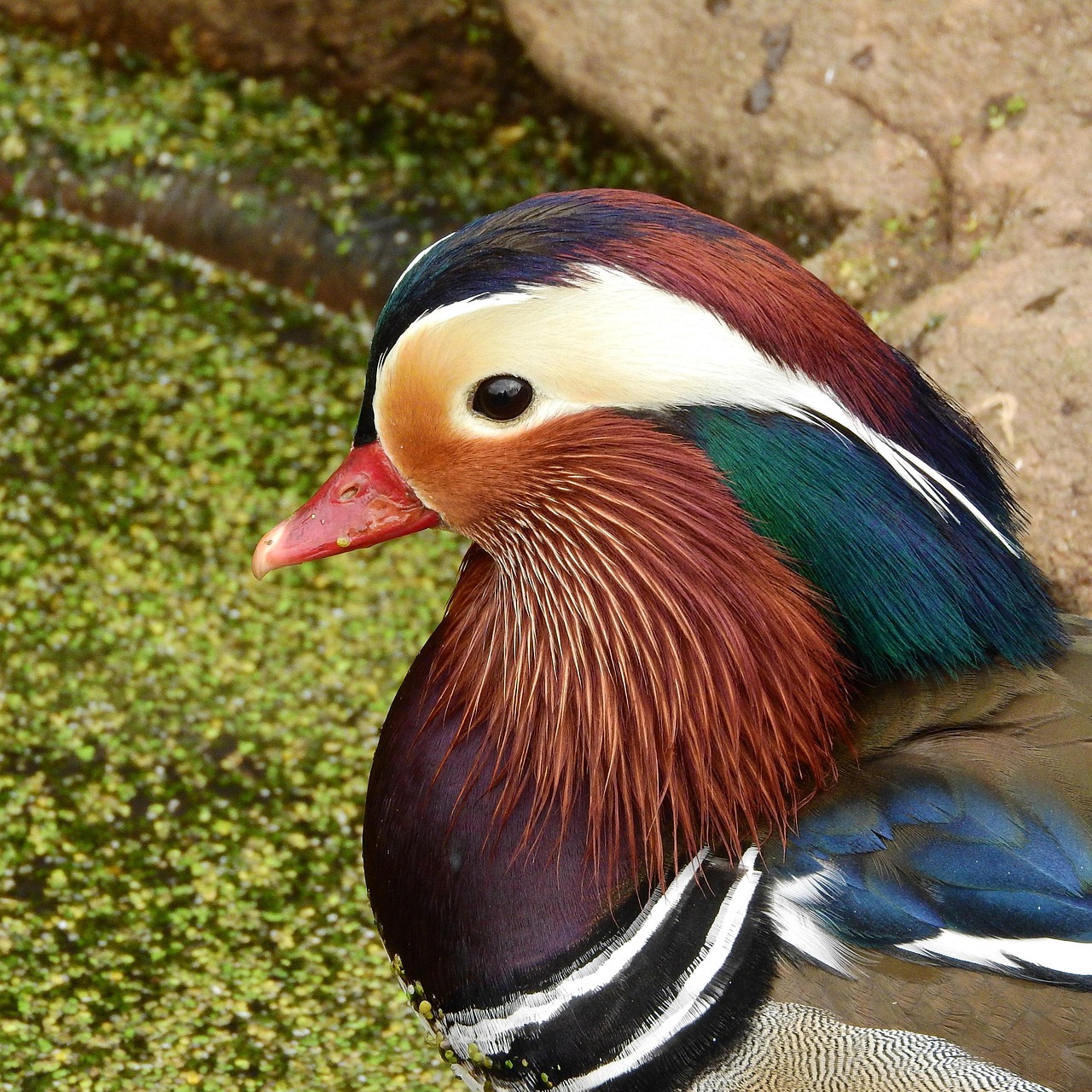mandarin mandarin, drake, cute, vrubozobí, an ornamental duck, an ornamental bird, aix galericulata, detail, colorful feathers, head