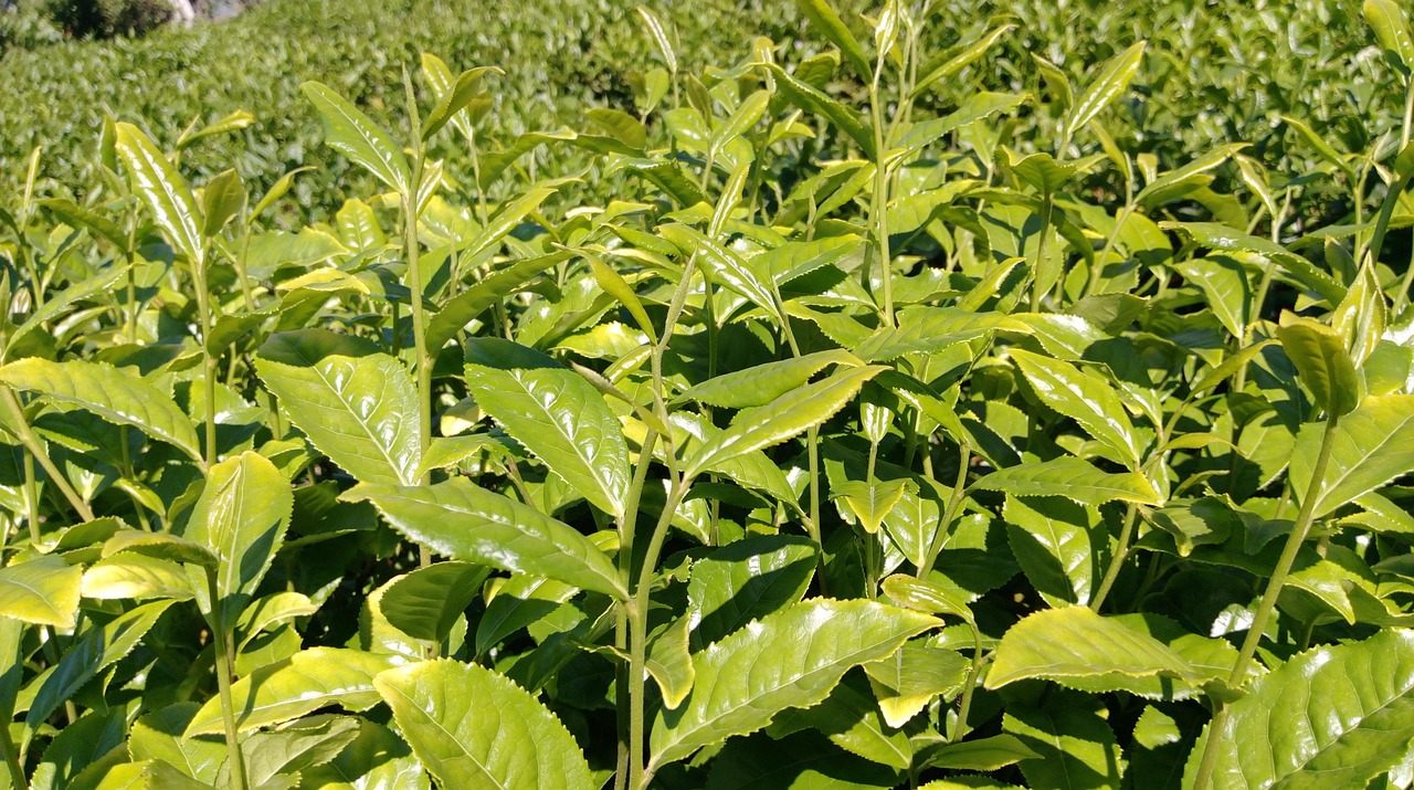 tea, tea garden, herb, tiny tree, leaf, green, tea field, field, great, top, asian, nature, agriculture, tea plants
