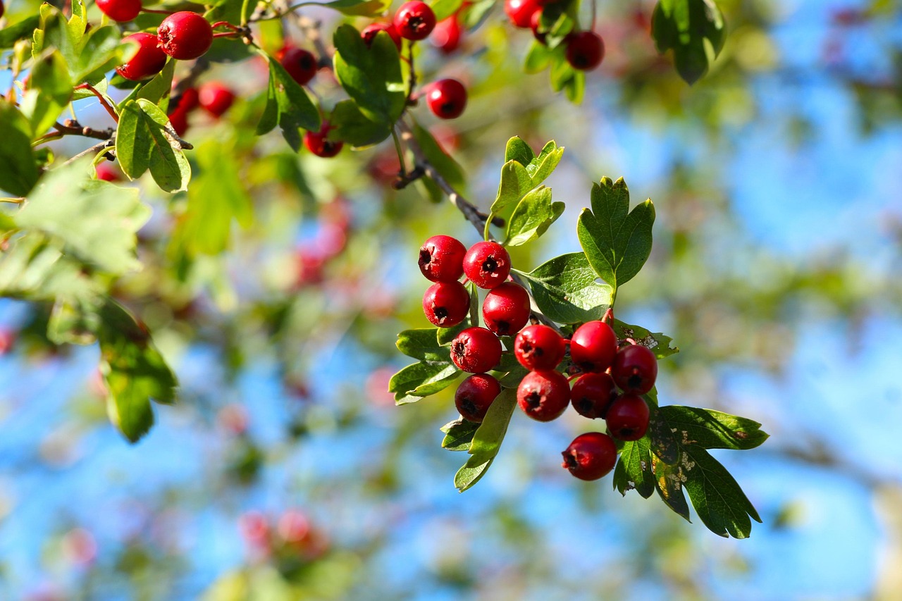fruit, tree, branch, mountain ash, autumn