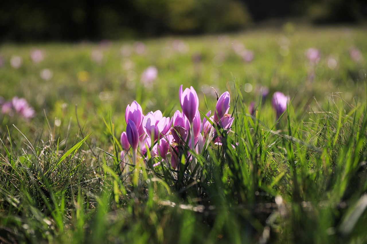 saffron, legally protected, flower, autumn chickpeas, autumn flower, pink flower, wild flower, plant, nature, field, meadow, field plant, meadow flower, purple flower, bokeh