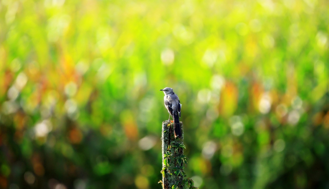 mockingbird, bird, animal, feathers, plumage, beak, nature, wildlife, avian, post, light