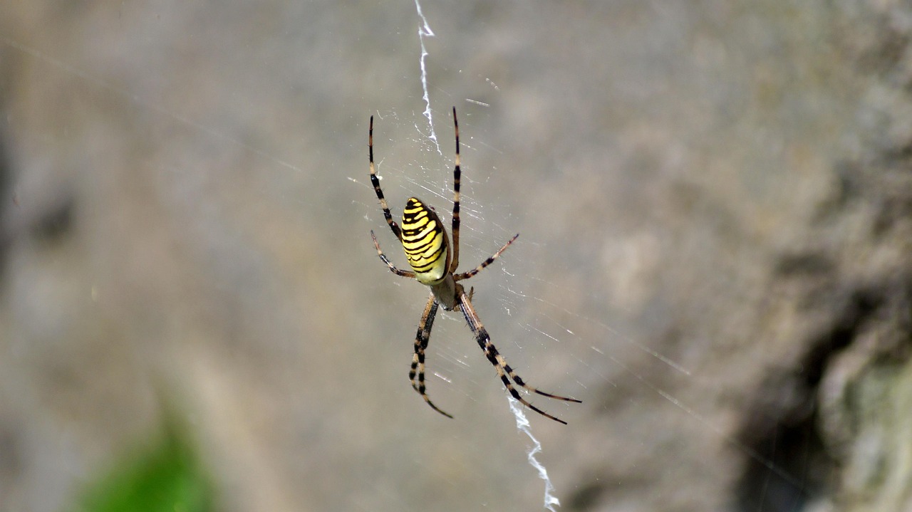 yellow garden spider, spider, insect, spiderweb, golden garden spider, writing spider, zigzag spider, zipper spider, corn spider, banana spider, steeler spider, mckinley spider