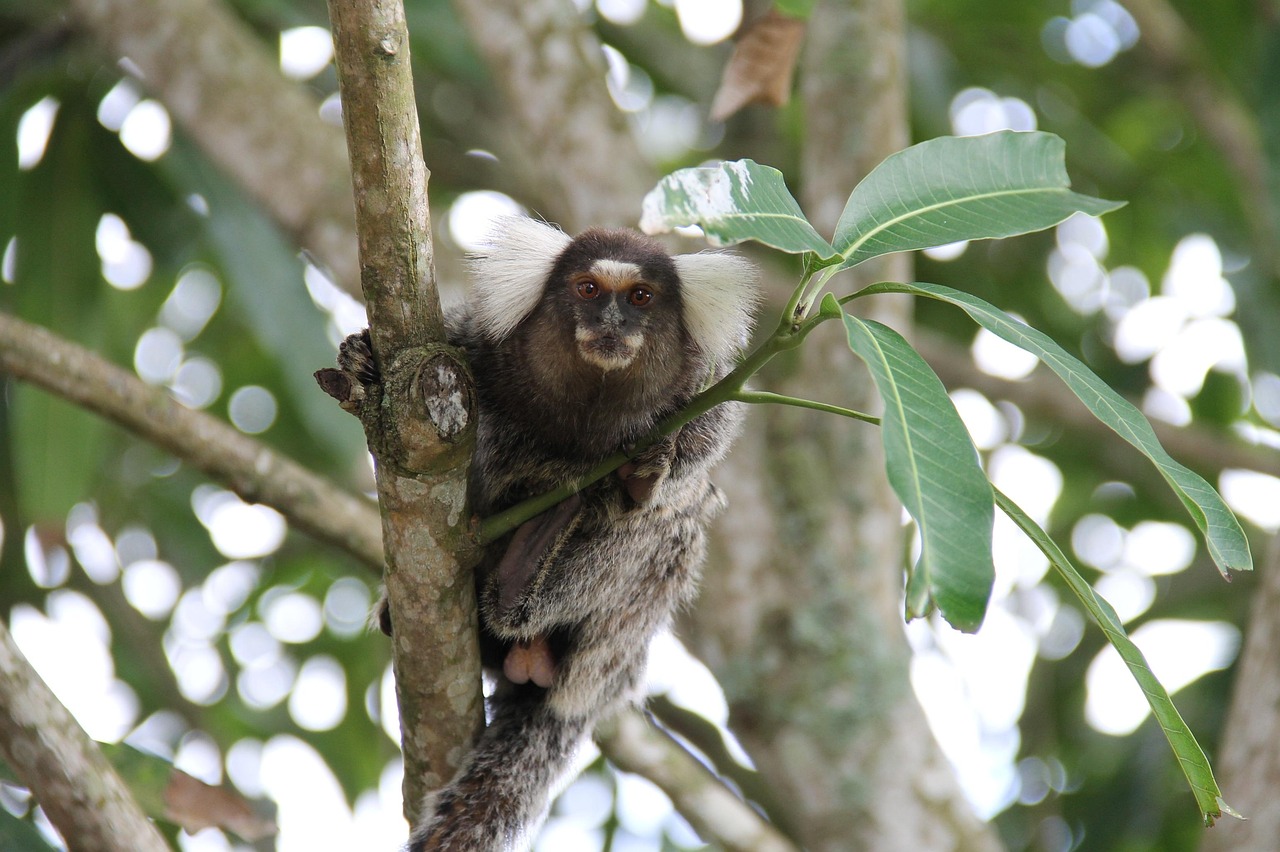marmoset, monkey, ape, hose, furry, climbed, tree, itabaiana, sergipe
