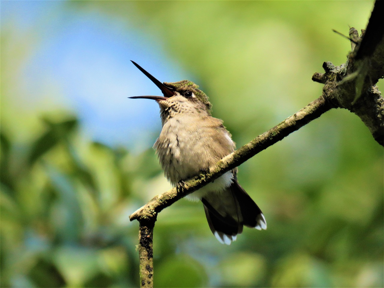 bird, hummingbird, open beak, wildlife, unusual