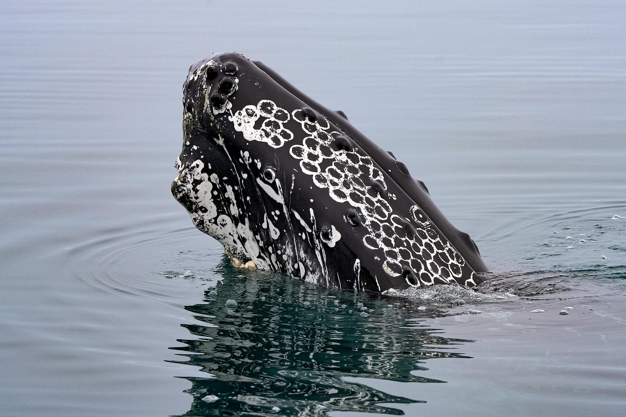 humpback whale, ocean, iceland, shellfish, sea, nature, atlantic, coast
