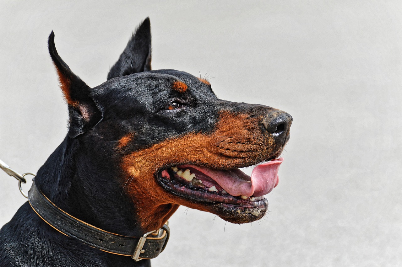 doberman, dog, wildlife, animal, domestic animal, nature, race