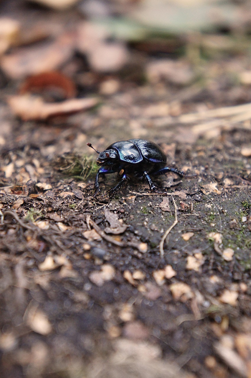 dung beetle, beetle, ground, insect, nature, closeup