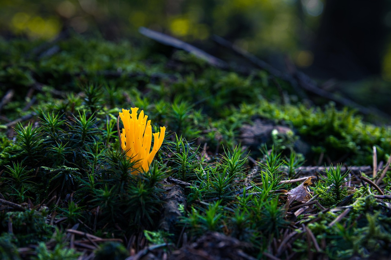 mushroom, sticky horn, fall, wet, forest, close up, forest mushrooms, nature, moss, green, yellow goat shit, forest floor, plant, flora, macro