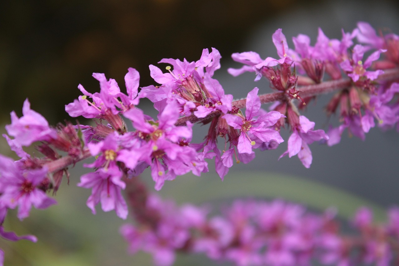 ordinary loosestrife, lythrum salicaria, blossom, bloom, purple, red, pond, pond edge, wet meadow, dig, flower, nature, garden, close up, summer, july, riverbank