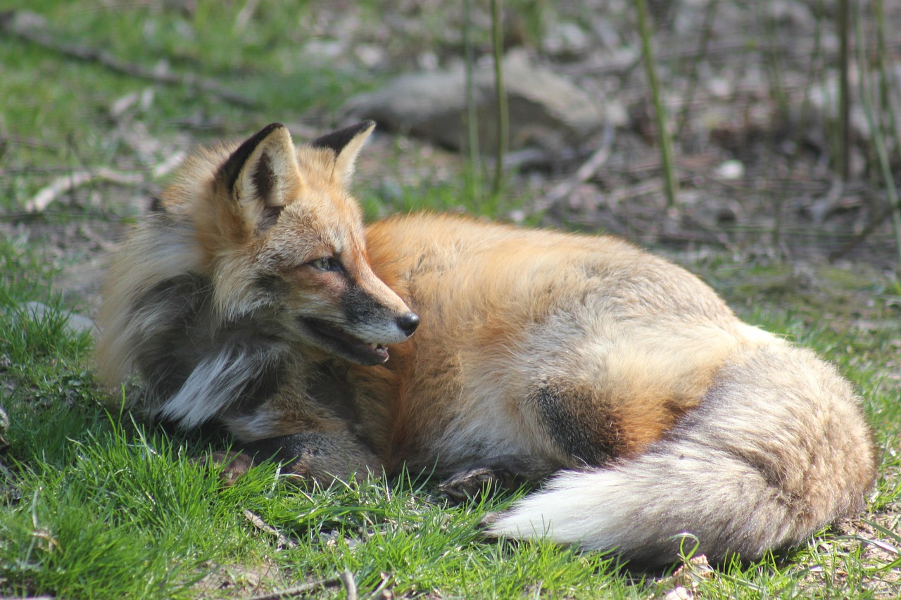fox, animal, fur, red fox, tail, dormant, portrait