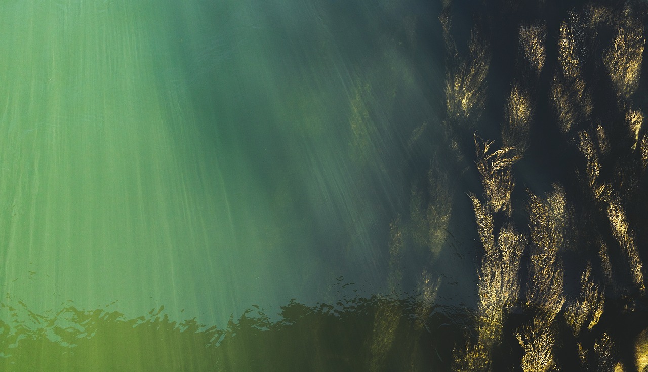 underwater, top view, water surface, seaweed, water grass, danube, underwater world, aerial view, water, water level, flow