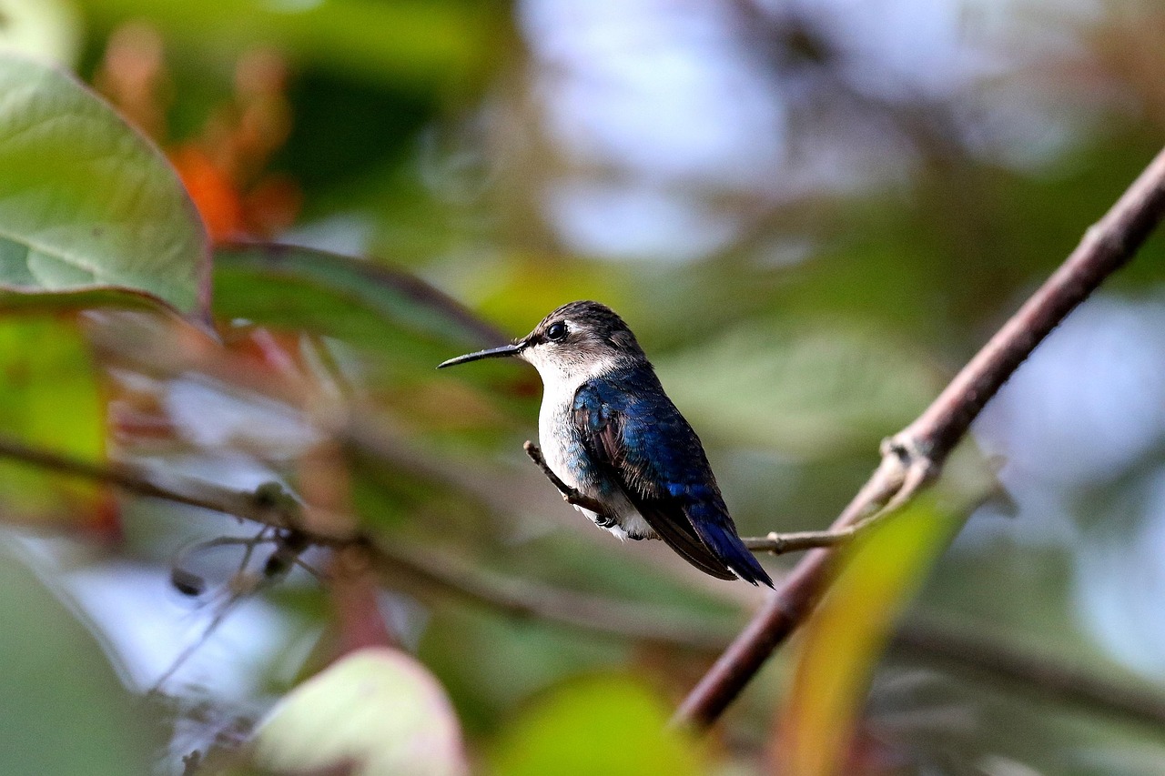 cuba, matanzas, cienaga de zapata, hummingbird, zunzuncito, endemic, bee hummingbird, blue, wildlife, caribbean, avian, fauna, birding, animal, tiny, branch