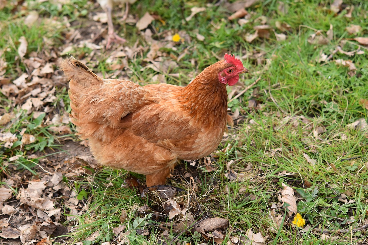 chicken, laying hen, laying, eggs, farmyard, hen rigolotte, hen colour brown, poultry, hen, field, animal, red crest, beak