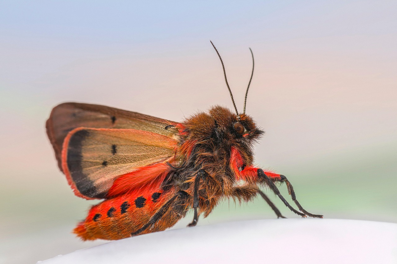 ruby, tiger, butterfly, estonia, moth, gray background, stone, rock, crystal, bug, wildlife