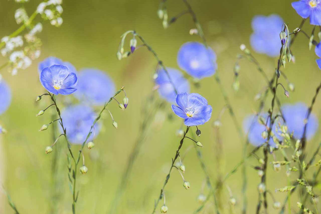 blue flax, perennial flax, upright flower stalks, flower color, sky blue, flower shape, cup-shaped, bee friendly, capsules, linum perenne, flower meadow, spring, nature